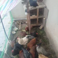 مرغ و خروس