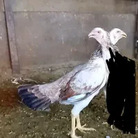 مرغ لاری