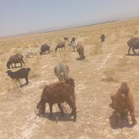 بز کهردار
