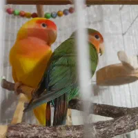 کوتوله برزیلی جفت