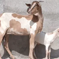 بز شیری  صومال باکهره ماده