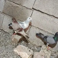 کبوتر
