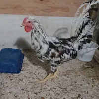 خروس گلین ۸ماهه