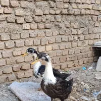 یک جفت اردک