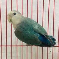 کوتوله برزیلی وایت فیس آبی