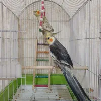 عروس هلندی جفت