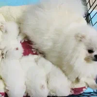 سگ پامر