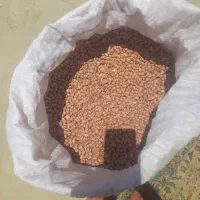 فروش ۷۰۰کیلو لوبیا چیتی تمیز به شرط