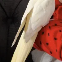 عروس هلندی گمشده