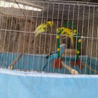 فروش مرغ عشق