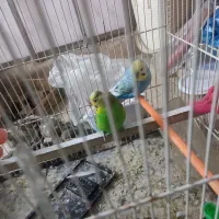 جفت مرغ عشق