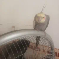 سلام
