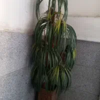 گلدان مصنوعی با گل یا درختچه مصنوعی