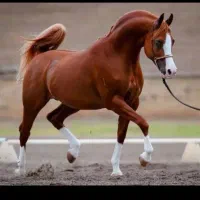 خریدوفروش اسب