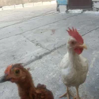 جوجه خروس ومرغ