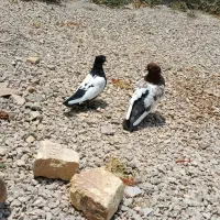 کفتر سینه ایی