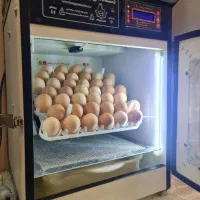 دستگاه جوجه کشی 504تای هدایت
