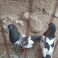 8جفت کبوتر پاکستانی