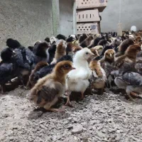 جوجه کاکلی و ساده