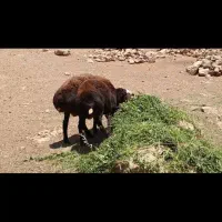 قوچ فشندی
