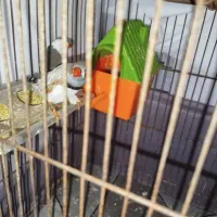 فنچ خوش رنگ با قفس