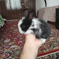 بچه خرگوش