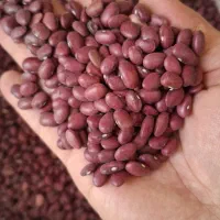 لوبیا قرمز سرحد درجه یک