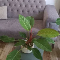 حراج گیاهان اپارتمانی