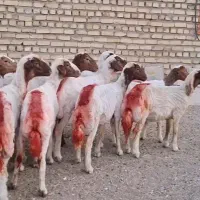 کاوور بره عروسک خوشکل