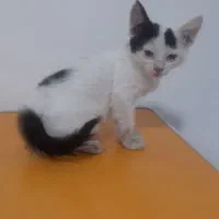 برفی ۲ ماهه