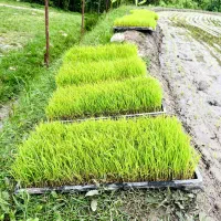 توم نشا دونه ای ۲۰۰