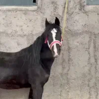 اسب دره شور کرد معاوضه با موتور