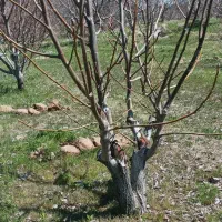 پیوندک گردو ژنوتیپ
