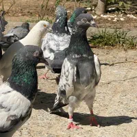 کفتر پاکستانی پرشی