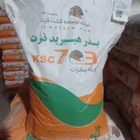 بذر ذرت ۷۰۳