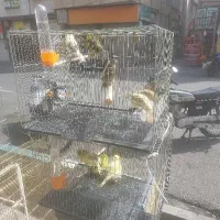 فروش قناری همه رنگ نر و ماده ماده برای سهره داریم