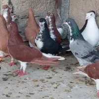 کفتر شهری