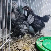 جوجه پر پا به قیمت محلی دونه ۲۵۰