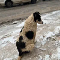 سگ نژاد دار نسل دار