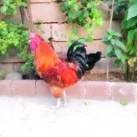 مرغ و خروس محلی(خریدار بودی چت دیوار درخدمتم)