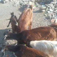 بز ماده کهره گیسه