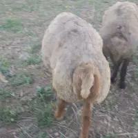 قوچ  دوساله