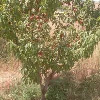 باغ میوه همه نوع میوه دارد