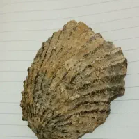 فسیل کلامیس