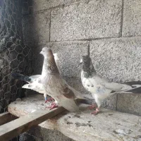 کبوتر گرفته شده تیر ماه