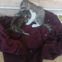 سه عدد بچه گربه واگزاری