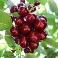نهالی که درشت ترین ارقام رو تولید میکنه