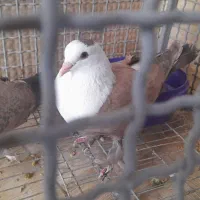 کبوتر کلسفید  مخملی