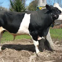 چند راس گوساله سیمینتال برای(پرواربندی)