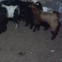 تعدادی کهره نر سبک وزن